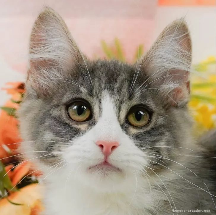ID:2405-02158の子猫