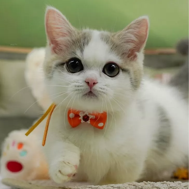 ID：2410-00164の子猫