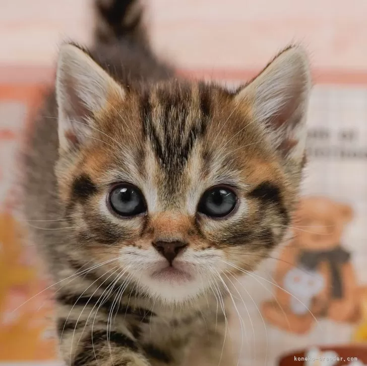 なないろ 様のお迎えした子猫
