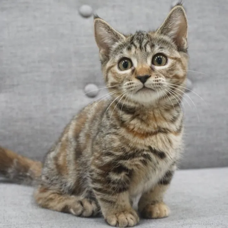 ID：2310-02502の子猫