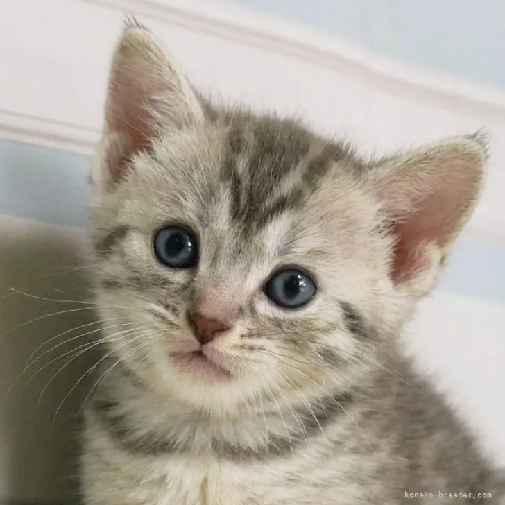 ID:2305-03020の子猫