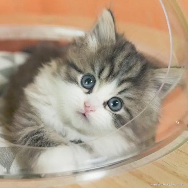 D 様のお迎えした子猫