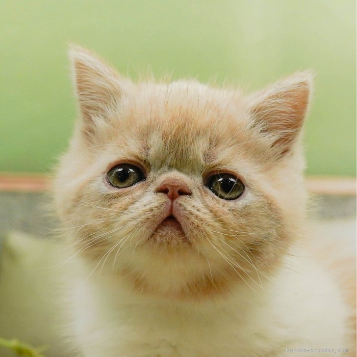 cat_img_1_61a3db8eca61.jpg