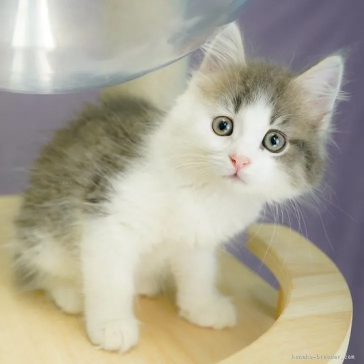 A.K 様のお迎えした子猫