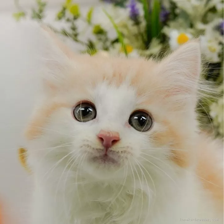 ID：2409-00241の子猫