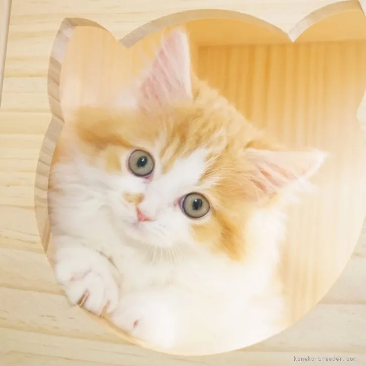 ID:2307-00299の子猫