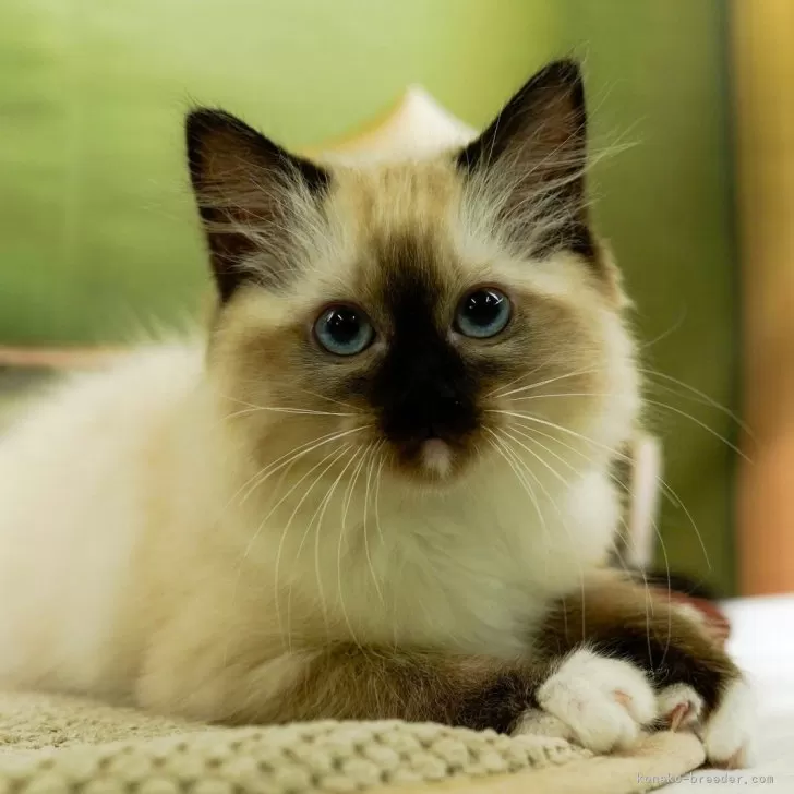 ID：2402-01864の子猫