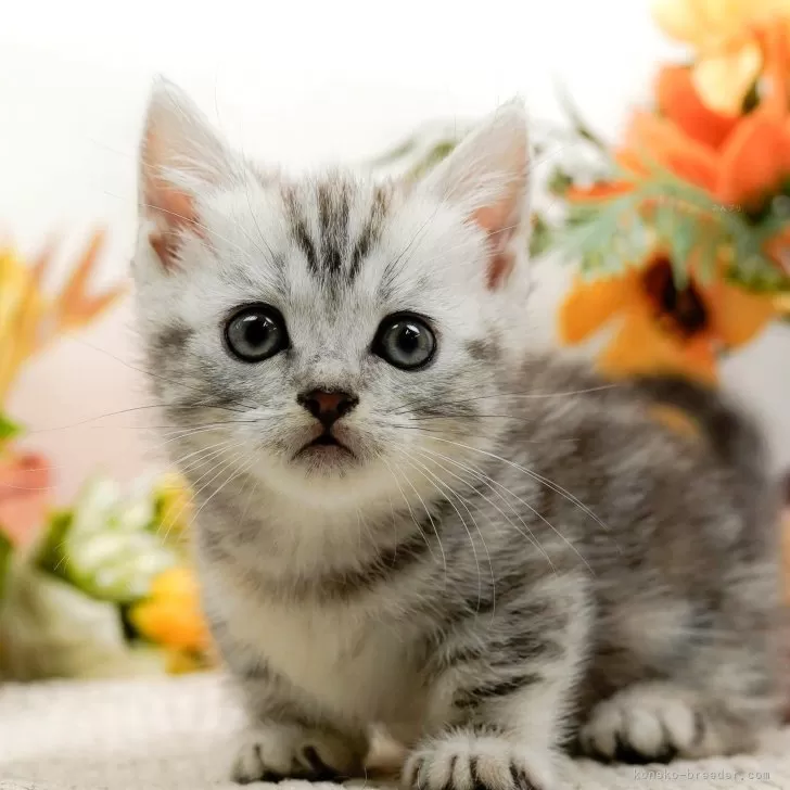 K.I 様のお迎えした子猫