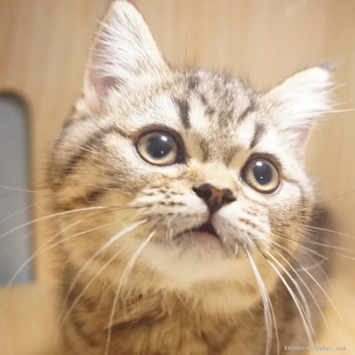 Ｓ　Ｙ 様のお迎えした子猫