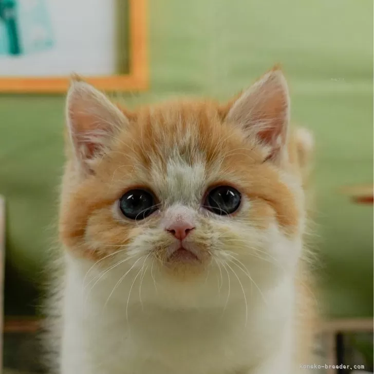 ID:2403-02676の子猫