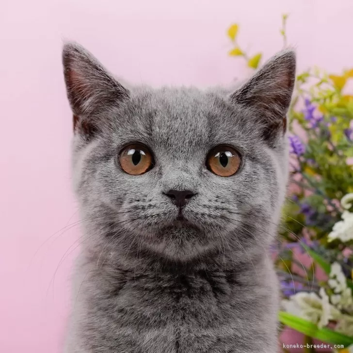 ID:2404-02588の子猫