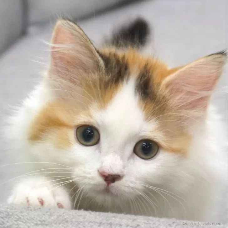 ID：2312-00038の子猫