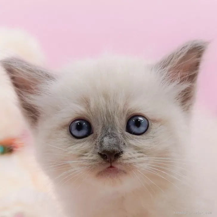 ラグドール【神奈川県・男の子・2024年4月5日・ブルーポイントミテッド】の写真1「生後40日🐾20時まで受付してるニャン🐾」