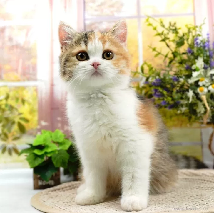 ID：2401-00669の子猫