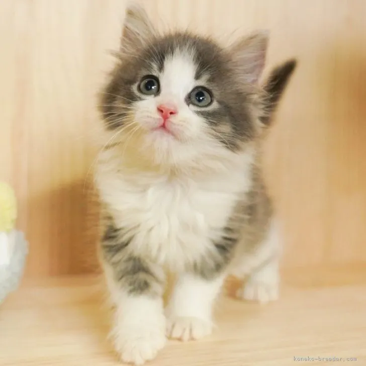 ID：2306-03573の子猫