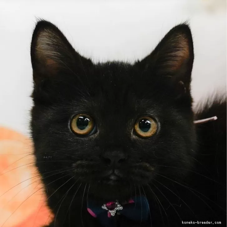 ID:2408-02785の子猫