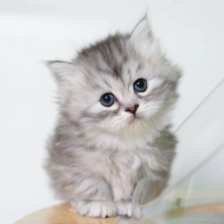 ID：2303-03064の子猫