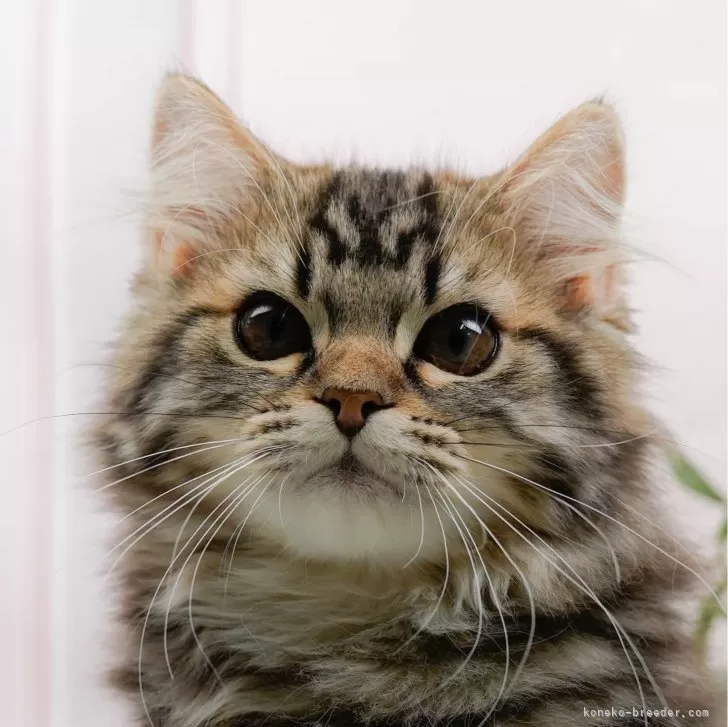 ねこねここねこ 様のお迎えした子猫