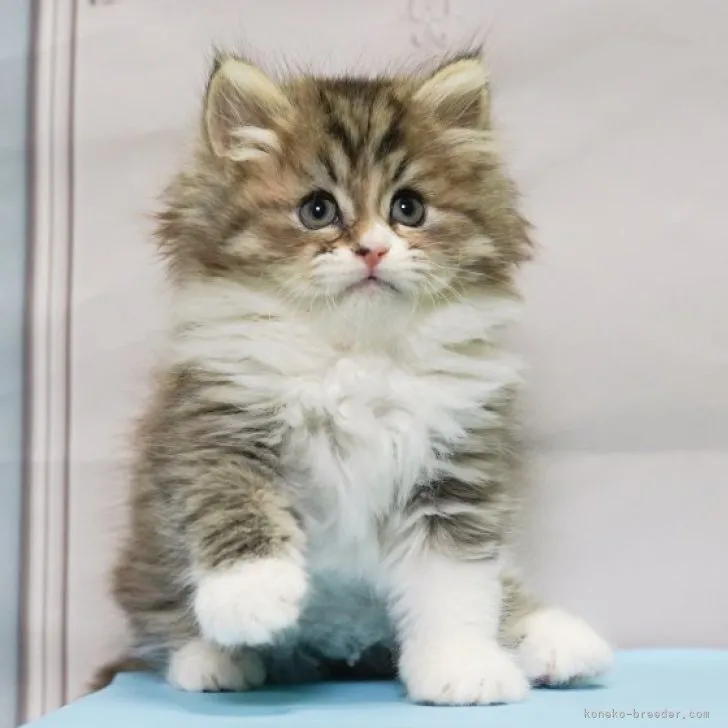 ID：2304-03185の子猫