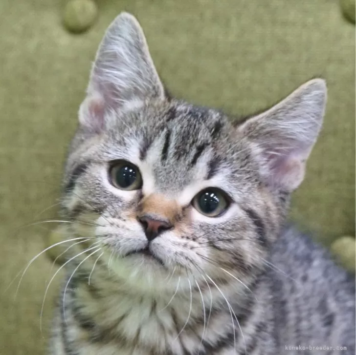 マンチカン(長足)【神奈川県・男の子・2023年10月10日・ブラウンタビー】の写真1「12/31撮影(生後82日)🐾20時まで受付してるニャン🐾」