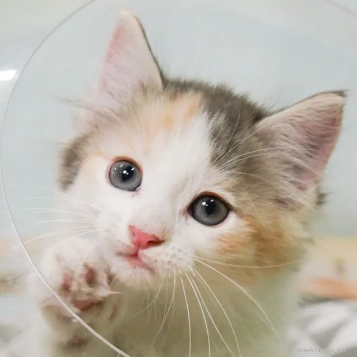 ID:2305-01170の子猫