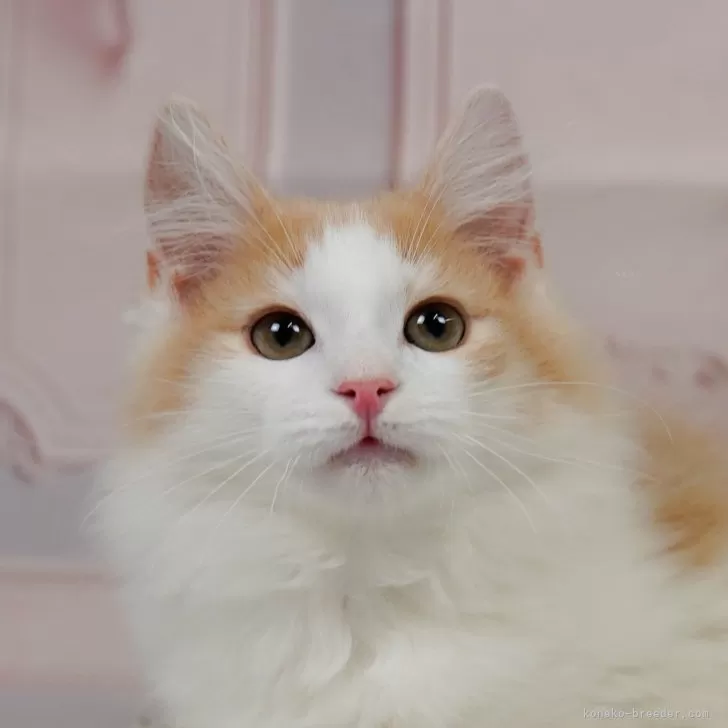 ID:2403-01160の子猫