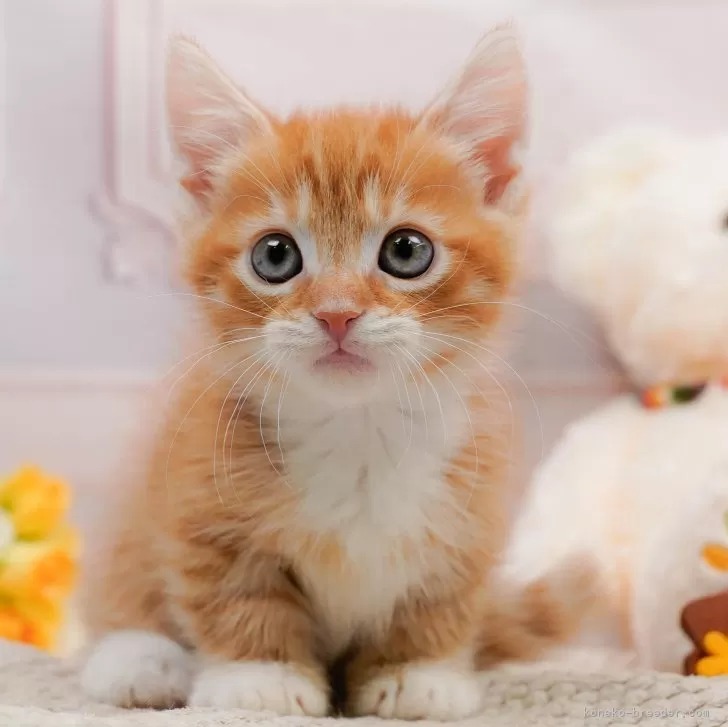 N.M 様のお迎えした子猫