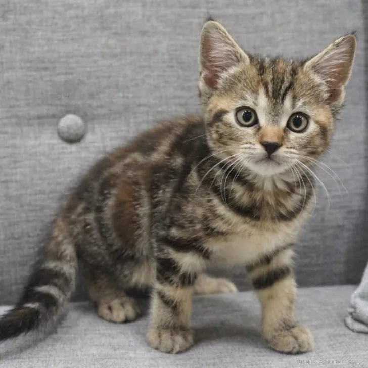 ID：2311-02244の子猫