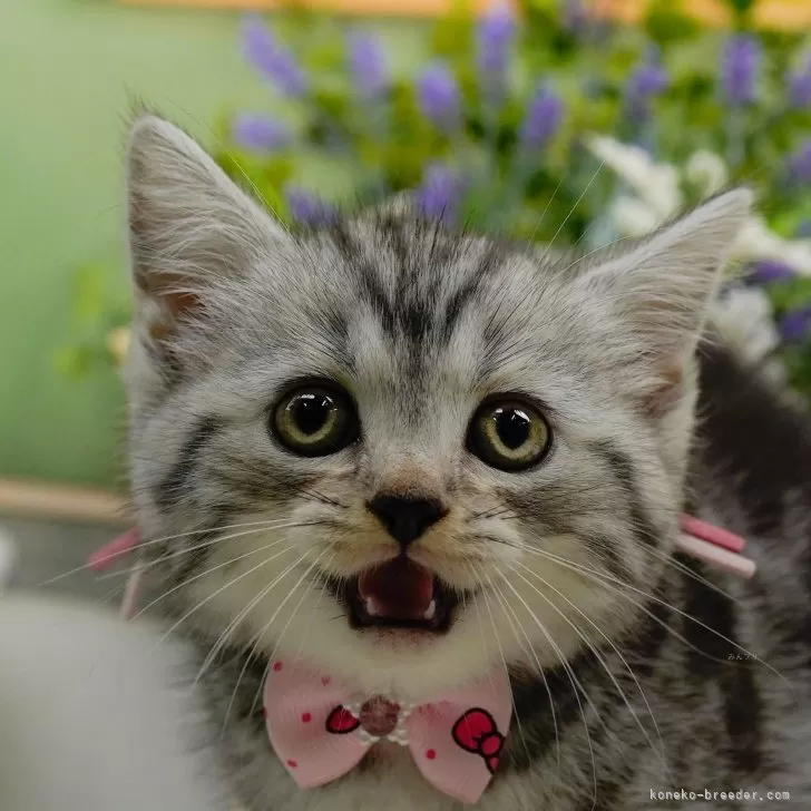 ID:2409-01248の子猫