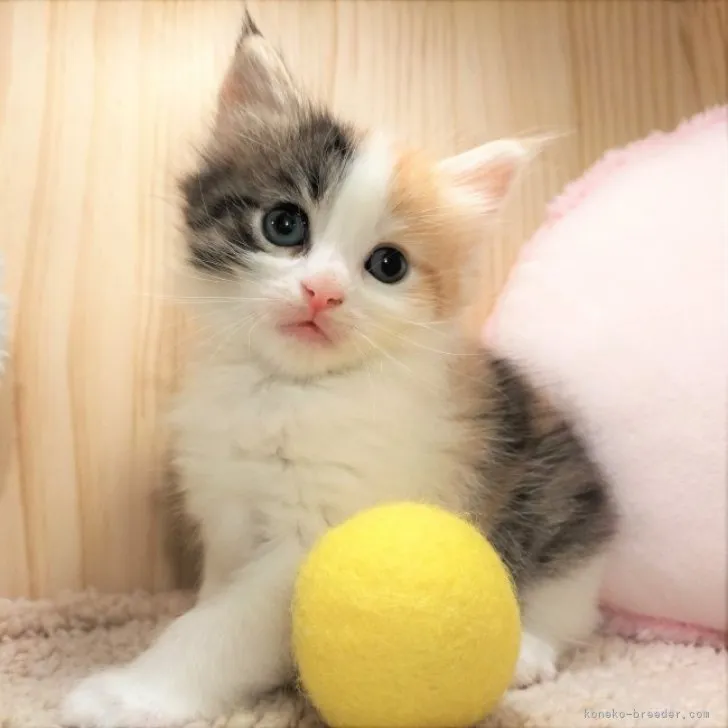 ID:2306-02731の子猫
