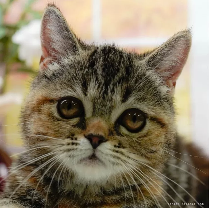 ID:2405-02150の子猫