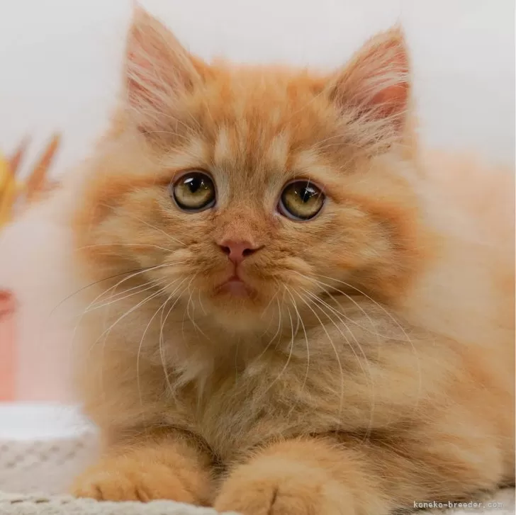 N.M 様のお迎えした子猫