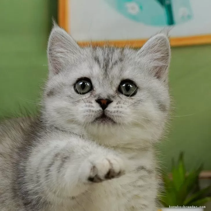 ID：2404-00361の子猫