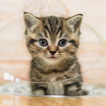 マンチカン(長足)【神奈川県・男の子・2023年4月11日・ブラウンタビー】の写真「ぼくの肉球もみもみしてもいいニャン♡」