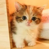 ミヌエット(短足)【神奈川県・女の子・2023年5月4日・キャリコ】の写真1「6/17撮影(生後44日)🐾20時まで受付してるニャン🐾」