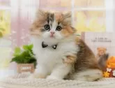 サイベリアン【神奈川県・女の子・2024年4月24日・キャリコ】の写真2「生後47日🐾20時まで受付してるニャン🐾」
