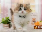 サイベリアン【神奈川県・女の子・2024年4月24日・キャリコ】の写真3「生後47日🐾20時まで受付してるニャン🐾」