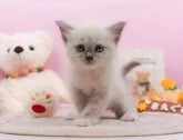 ラグドール【神奈川県・男の子・2024年4月5日・ブルーポイントミテッド】の写真5「生後40日🐾20時まで受付してるニャン🐾」