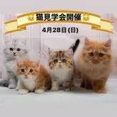 マンチカン(短足)【神奈川県・男の子・2024年2月22日・レッドタビー&ホワイト】の写真5「🐱4月28日(日)はネコちゃんの見学会を開催いたします🎉たくさんのネコちゃんが大集合🥰」