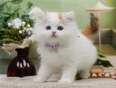 サイベリアン【神奈川県・女の子・2024年4月24日・キャリコ】の写真5「生後47日🐾20時まで受付してるニャン🐾」