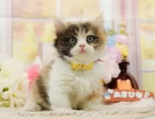 ミヌエット(長足)【神奈川県・男の子・2025年8月23日・ブラックスモーク】の写真10「【2510-00847】妹ちゃんです💕運命の子と出会えますように…🌟」