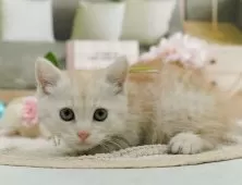 ミヌエット(短足)【神奈川県・男の子・2025年4月16日・クリームタビー】の写真10「看板猫と一緒にお待ちしております🐱」