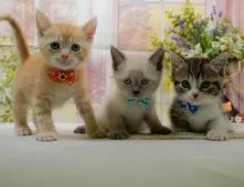 マンチカン(長足)【神奈川県・男の子・2025年8月6日・ブルーポイント】の写真11「きょうだいちゃんたちです💕運命の子と出会えますように…🌟」