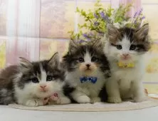 ノルウェージャンフォレストキャット【神奈川県・男の子・2025年9月5日・ブラウンタビー&ホワイト】の写真10「きょうだいちゃんたちです💕運命の子と出会えますように…🌟」