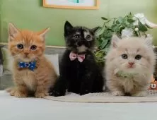 マンチカン(短足)【神奈川県・男の子・2025年9月12日・クリーム&ホワイト】の写真10「きょうだいちゃんたちです💕運命の子と出会えますように…🌟」