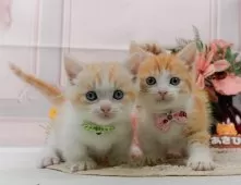 マンチカン(短足)【神奈川県・男の子・2025年8月6日・レッドタビー&ホワイト】の写真11「きょうだいちゃんたちです💕運命の子と出会えますように…🌟」