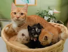 マンチカン(長足)【神奈川県・女の子・2025年9月12日・トーティ】の写真10「きょうだいちゃんたちです💕運命の子と出会えますように…🌟」