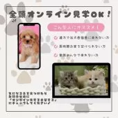 マンチカン(短足)【神奈川県・男の子・2025年3月25日・クリーム系/ブルー・シルバー系】の写真11「🛫遠方の方はオンライン見学もOK🚄お持ちのケータイで簡単に今のネコちゃんの様子を見れます💖」