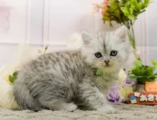 ミヌエット(長足)【神奈川県・男の子・2025年11月16日・シルバータビー】の写真10「🐱複数頭見学🐱大歓迎🎉一度の見学で他のネコちゃんたちも見れます💕」