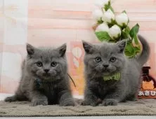 ブリティッシュショートヘア【神奈川県・男の子・2025年10月24日・ブルー】の写真10「きょうだいちゃんたちです💕運命の子と出会えますように…🌟」